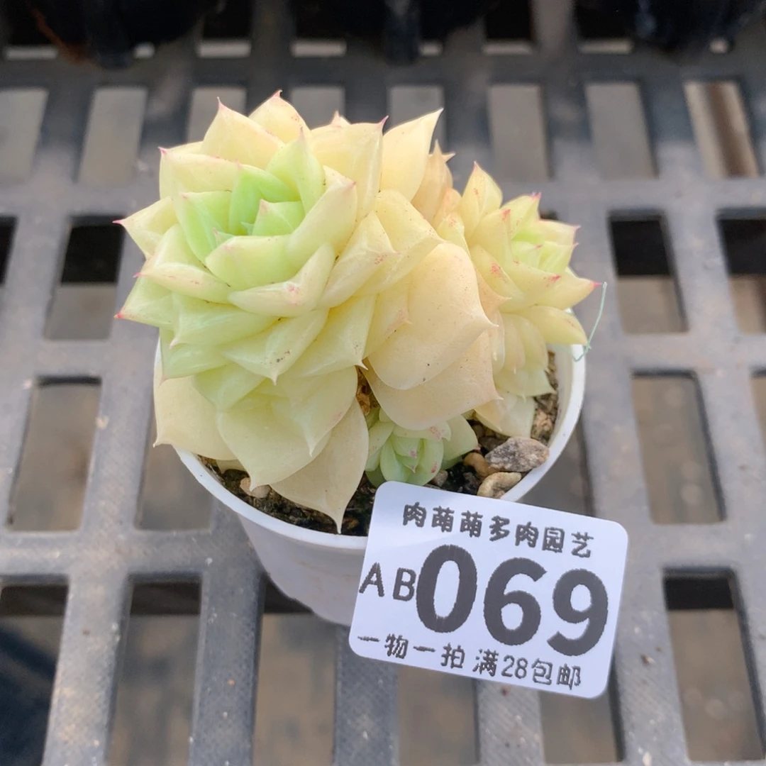 肉萌萌拇指盆精控多肉AB069