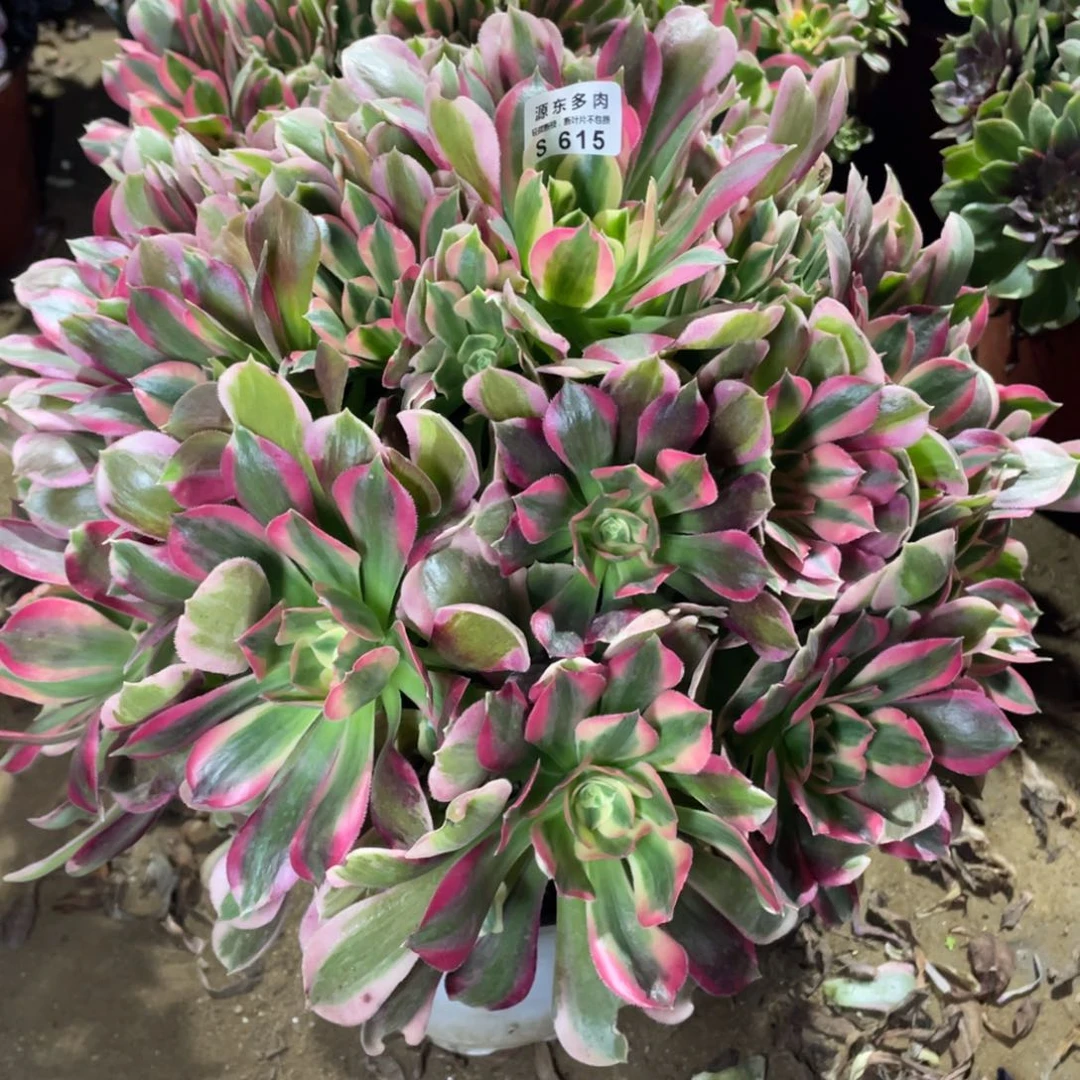 615初恋多肉法师断枝不包