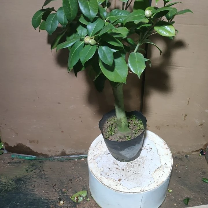 861云杂，原盆原土发货，不包邮