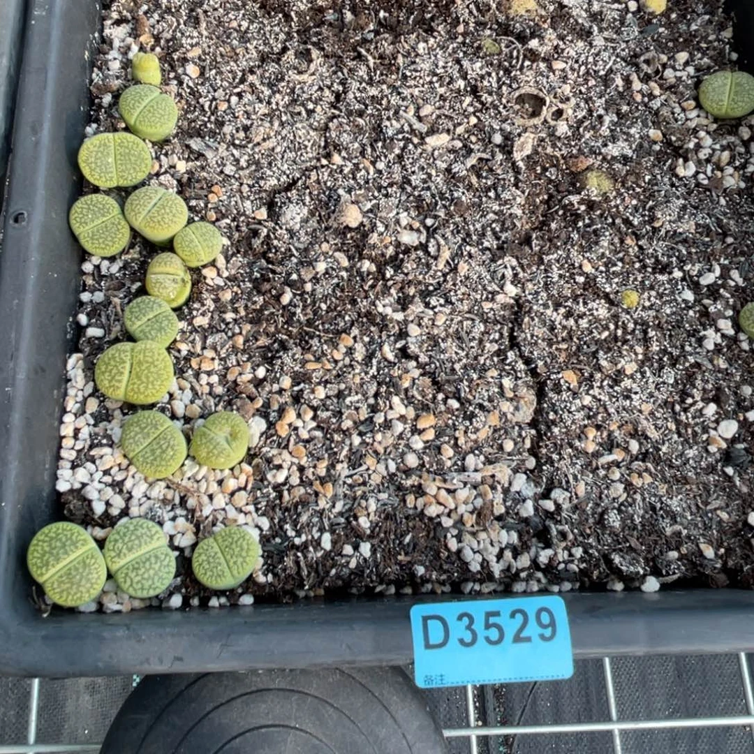 ****儿3529筐福利不售后