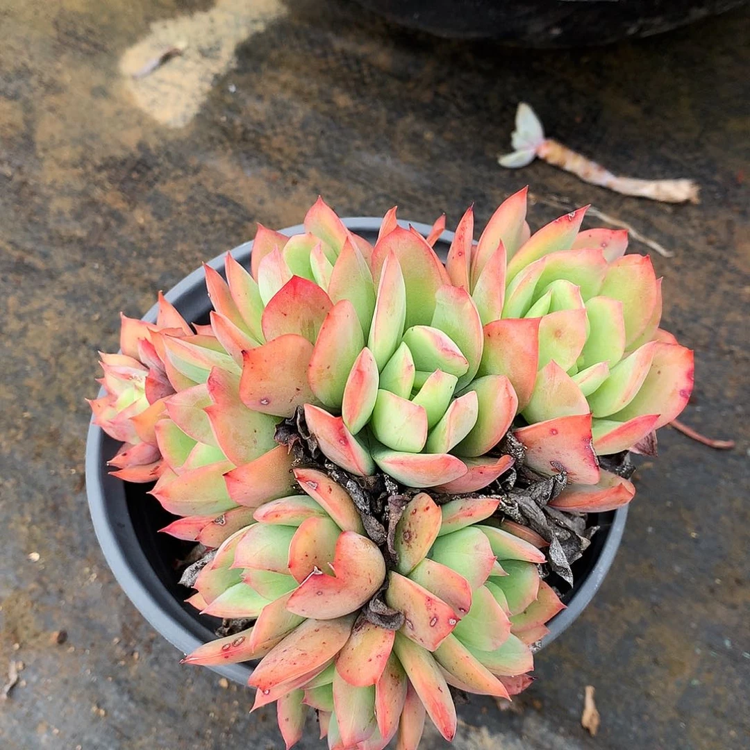 绮罗一物一拍3-174