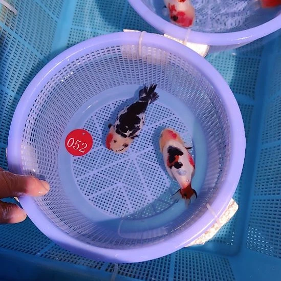 大***必金鱼052兰寿两只特价顺丰包邮