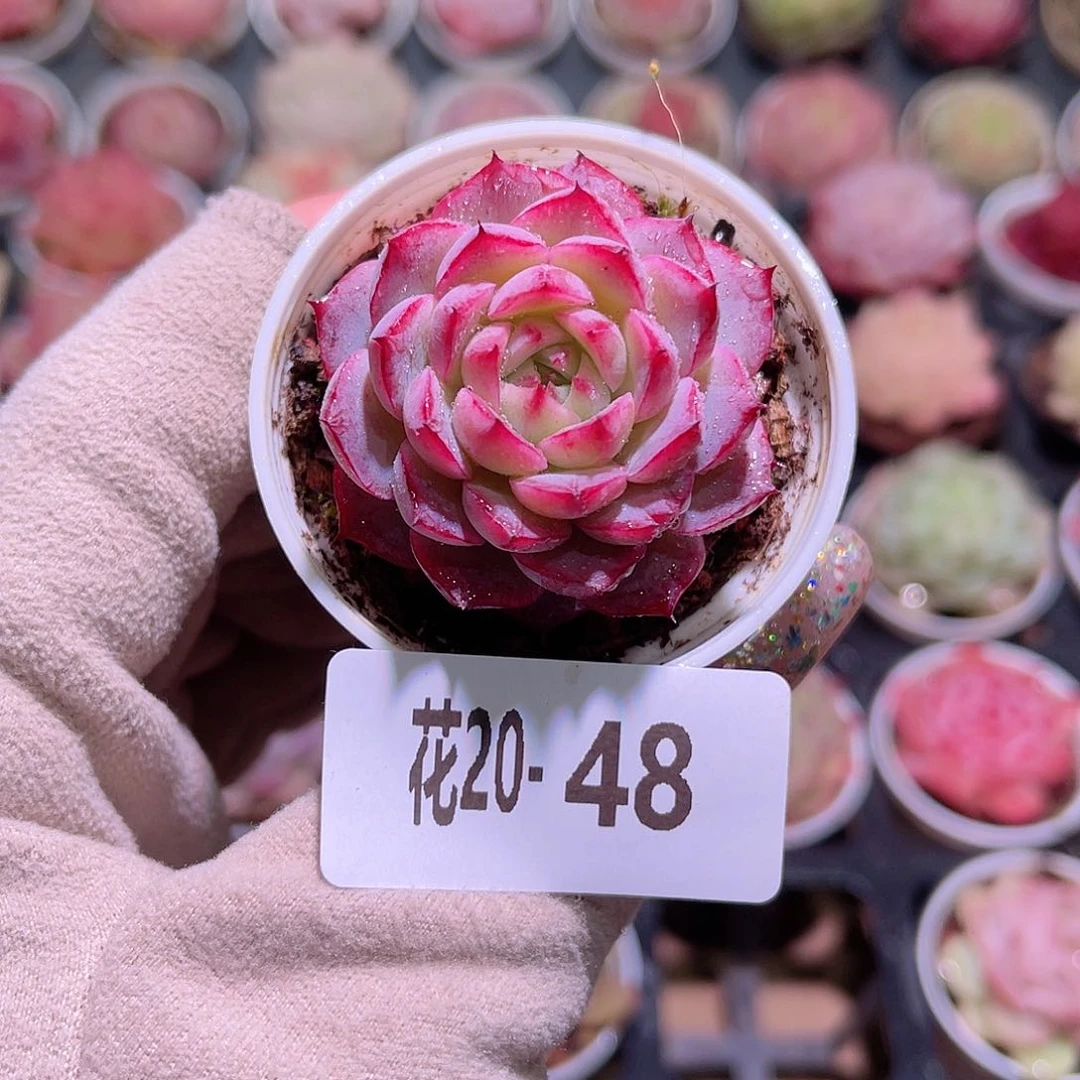 花利美20-48女王玫瑰