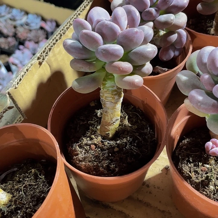 大老庄月美人带盆土发