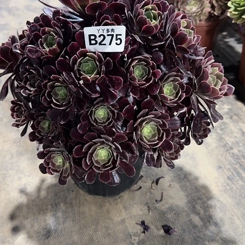 多肉植物275金丝雀