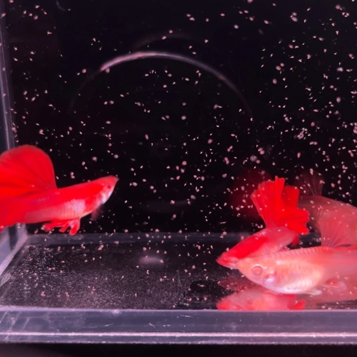 孔雀鱼红玫瑰白子2对