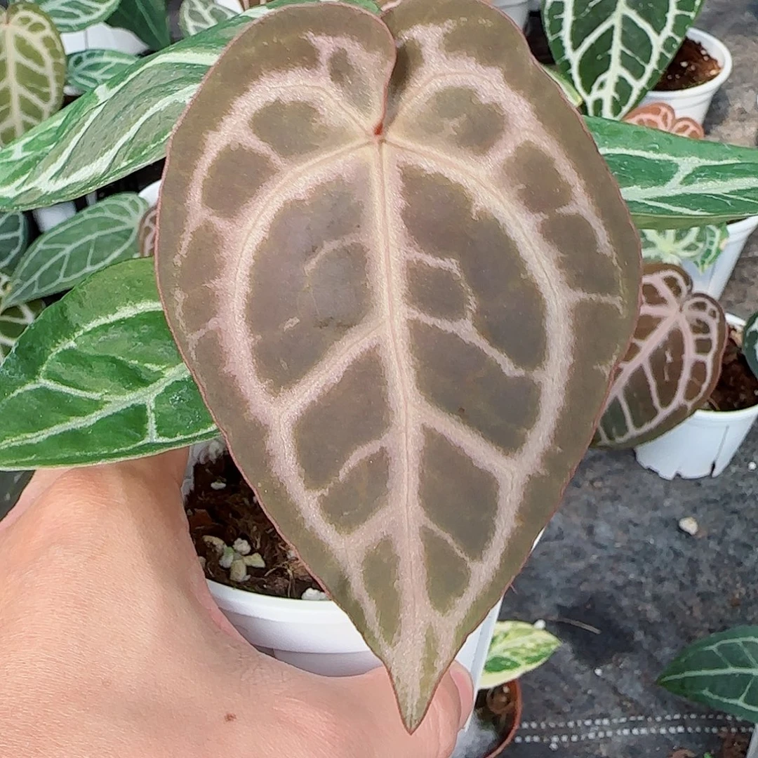 完全开放Skg银红水晶