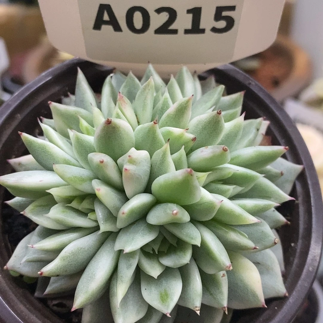 215缀化哈哈哈哈哈哈