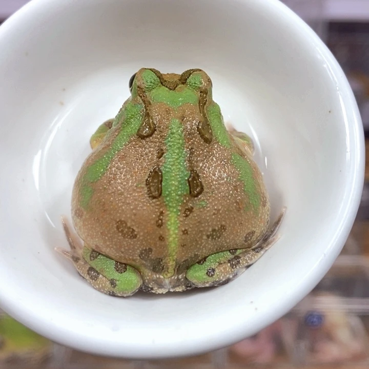 角蛙204号波子角蛙