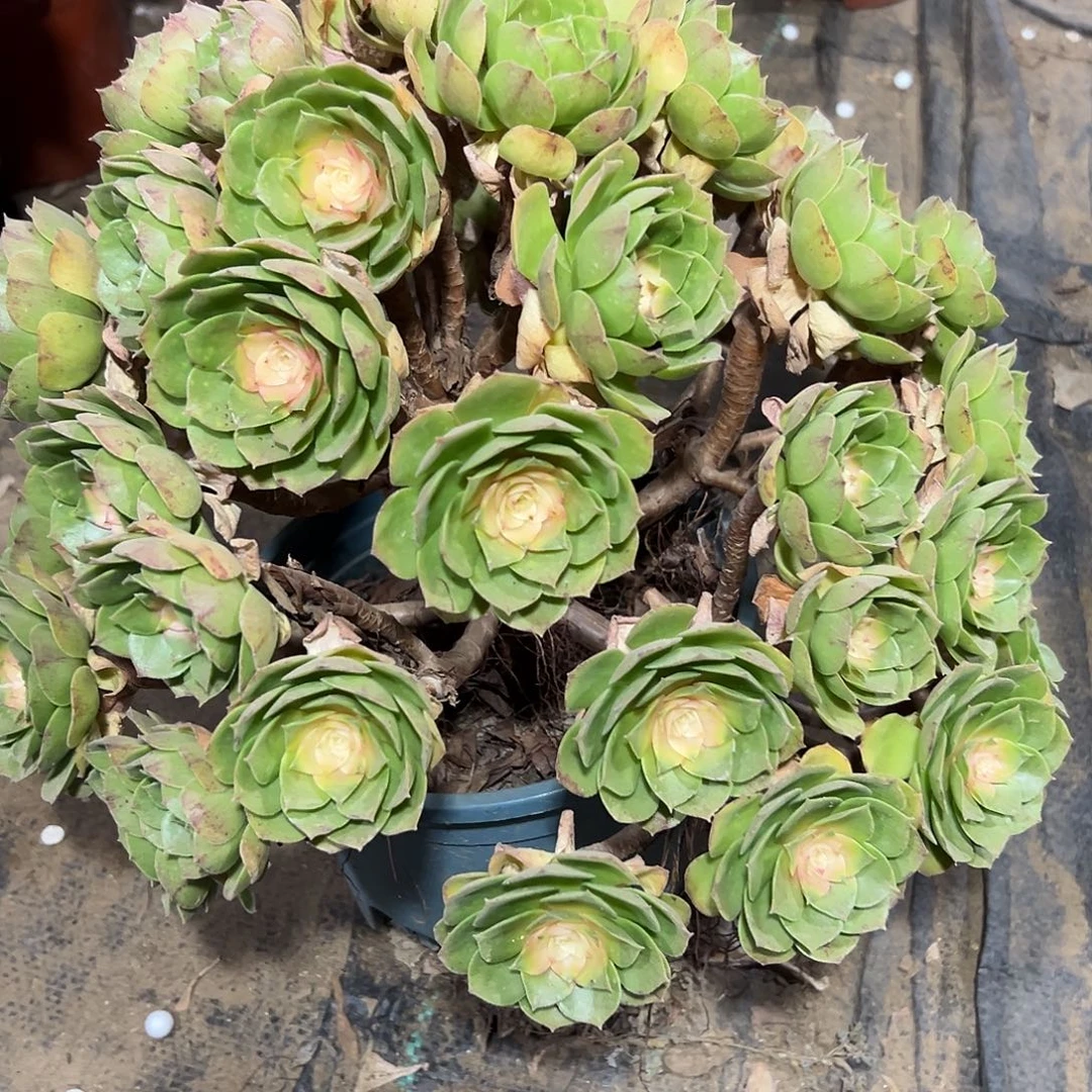 多肉315植物万圣节法师