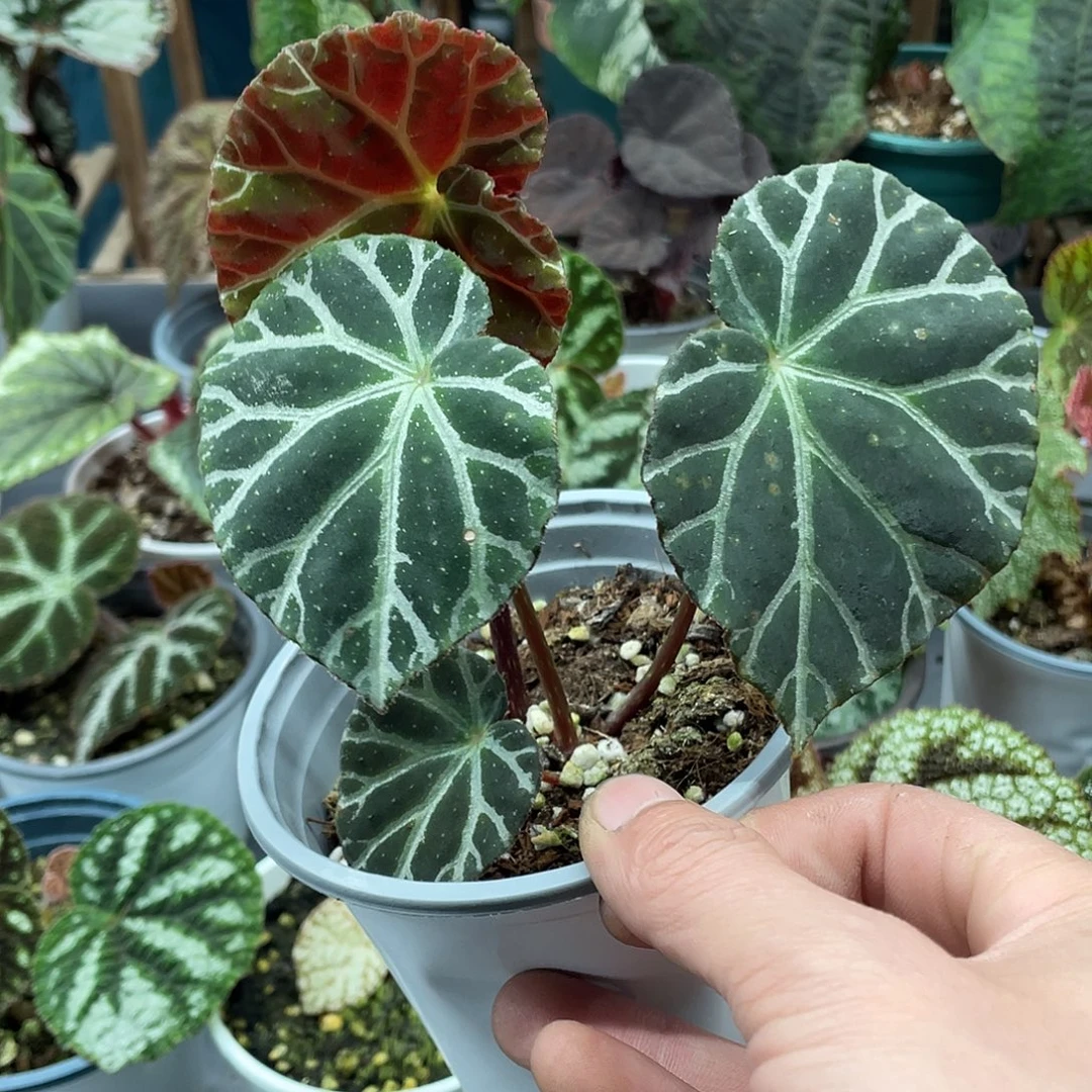 完全开放尚保罗微损