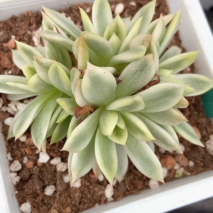 多肉植物蝴蝶飞锦1521