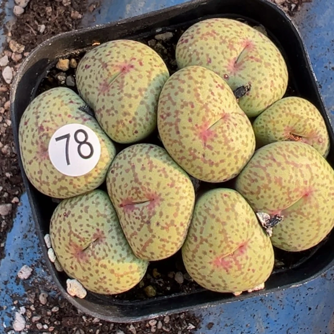 多肉植物111111111111111