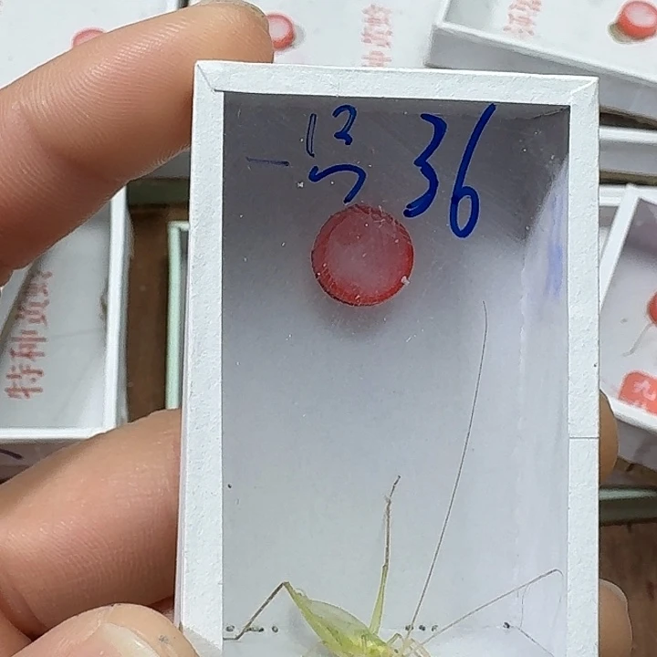阿***尕蟋蟀22222222222222
