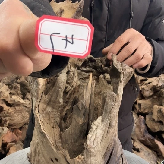 m**o紫砂噜啦啦啦啦啦啦