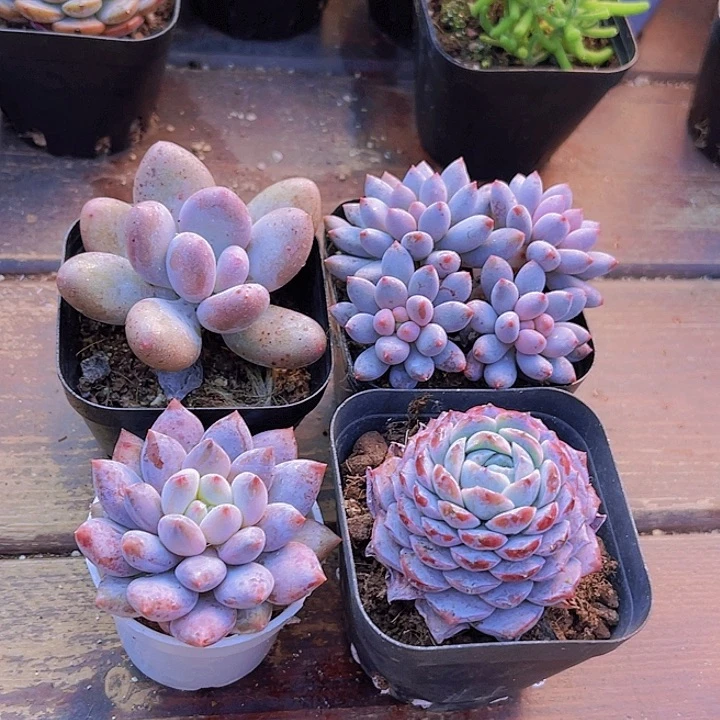 桃美人➕蓝舍➕半夏➕恩宠带盆