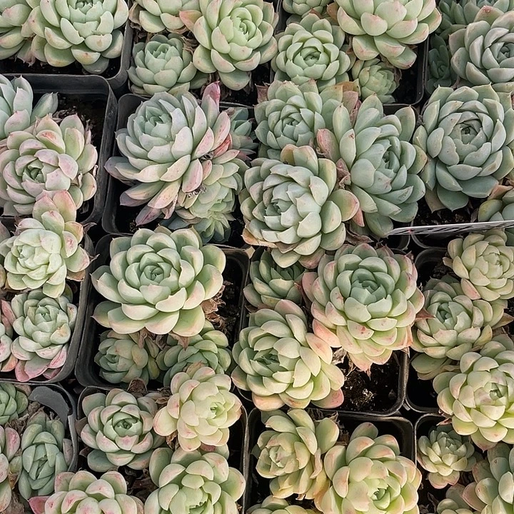 厚叶冰月。 11111111111