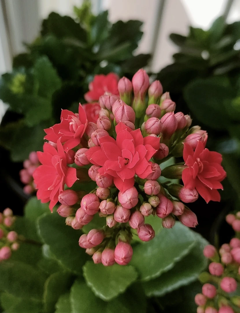 【阿玛朵】【中国红】130杯长寿花（任意两单起发）