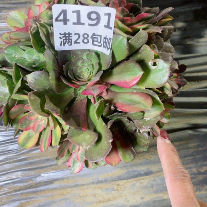 4191二号棚流星雨A