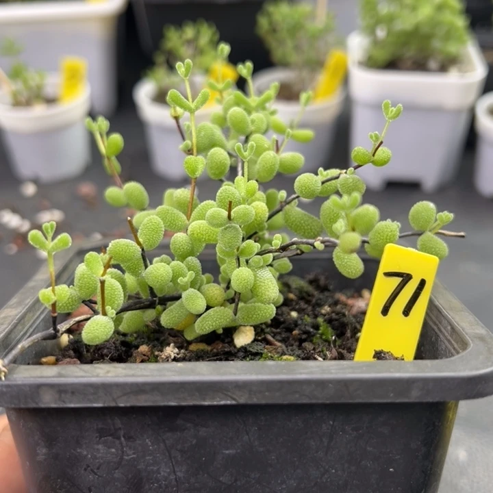 71号翡翠10厘米盆