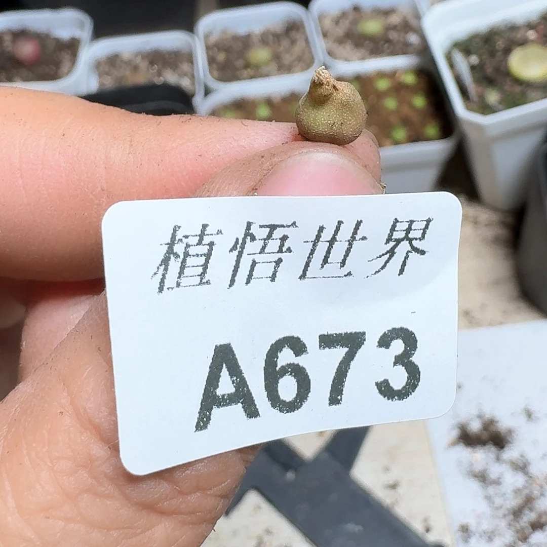 673号多肉植物哇c cv