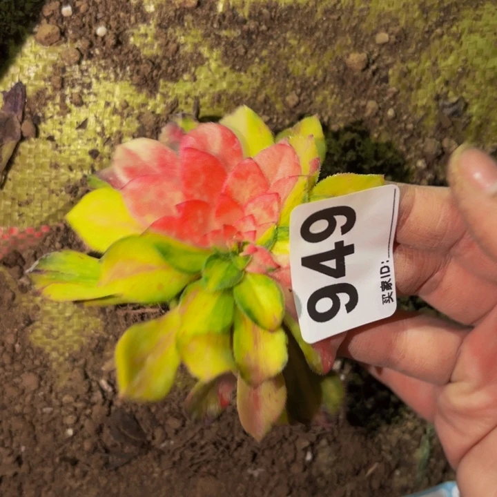 949四代知否多肉植物