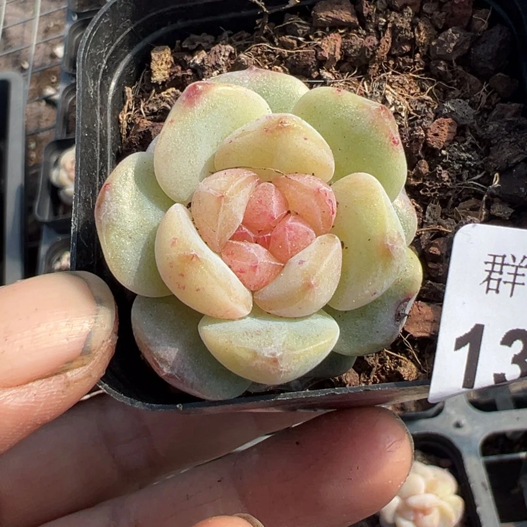 梅**当小卡拉米糖心一物一拍13-61