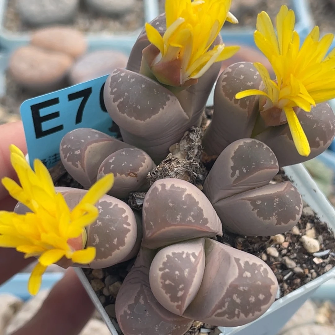 7094六头橄榄群一颗