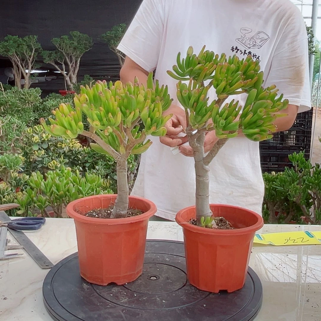 精品吸财树一物一拍235号2颗