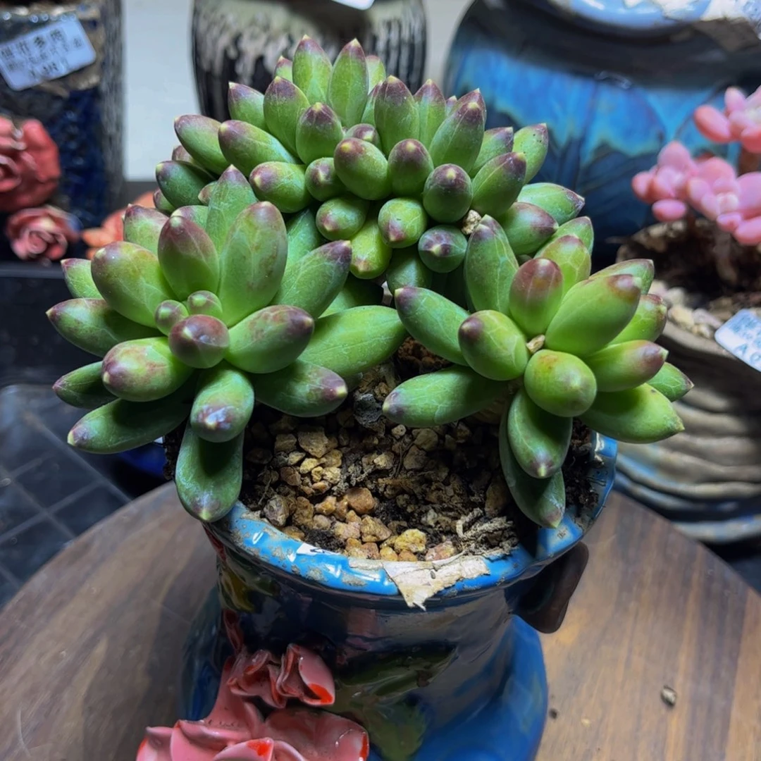 037香蕉树缀化12厘米多肉