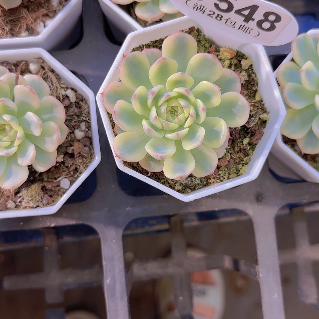 C548姬莲锦一物一拍