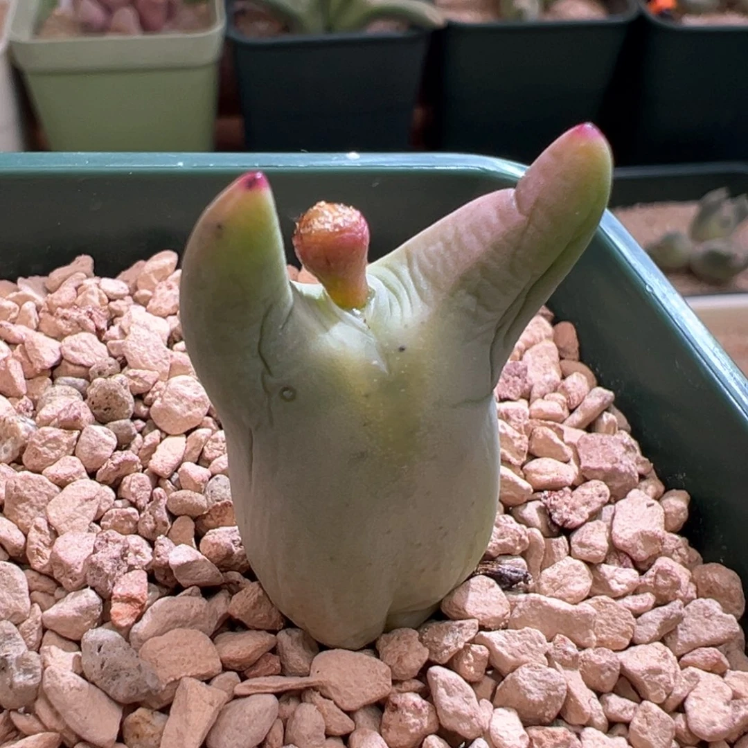 628。0136尖耳皮卡丘