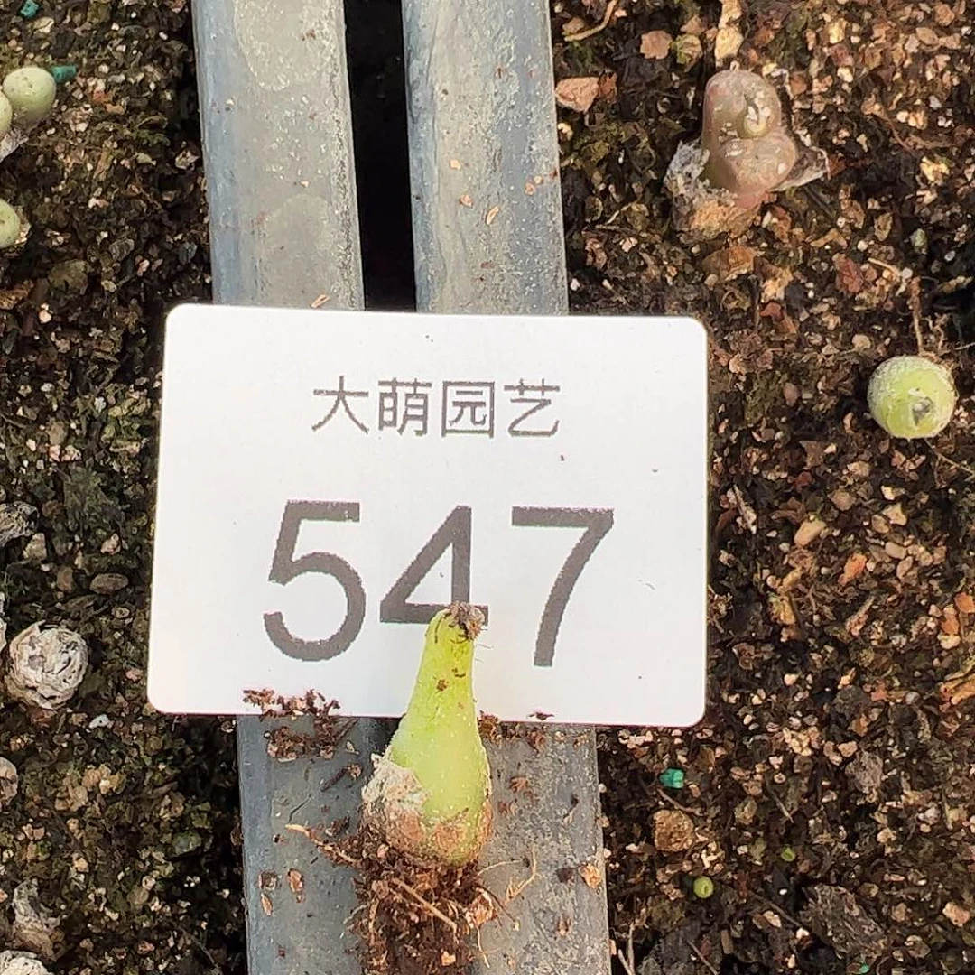 一物一拍   脱土发547