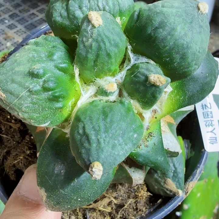 用***哥无花朵福利苗接怒涛717