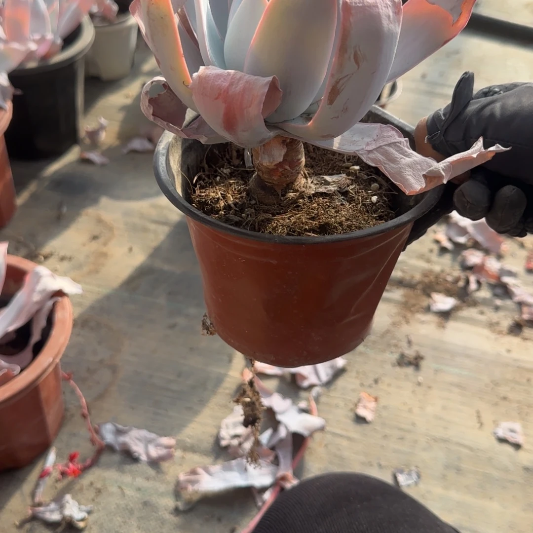 无花朵广寒宫小老桩