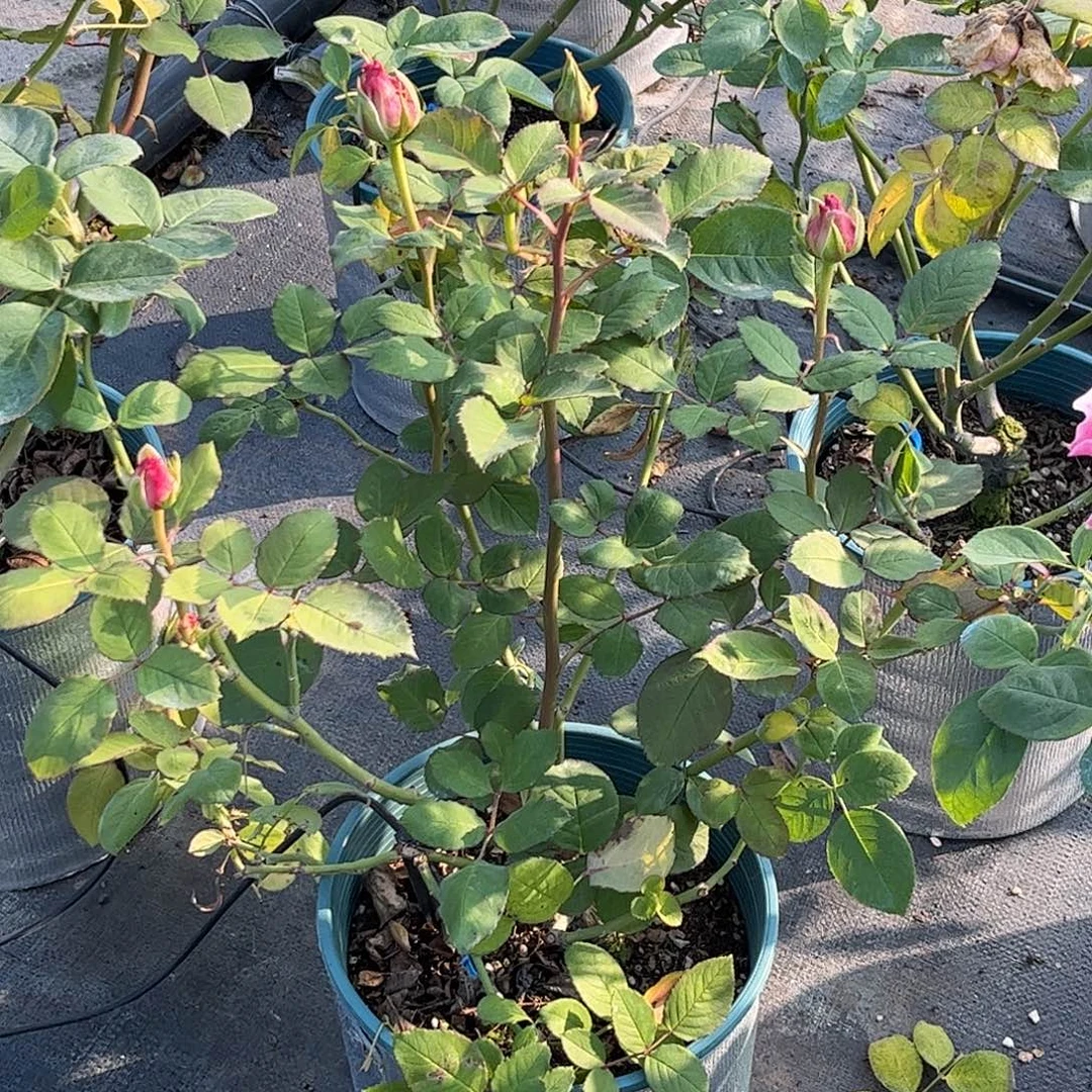 无花朵浅粉精灵，1.8加仑土球发货