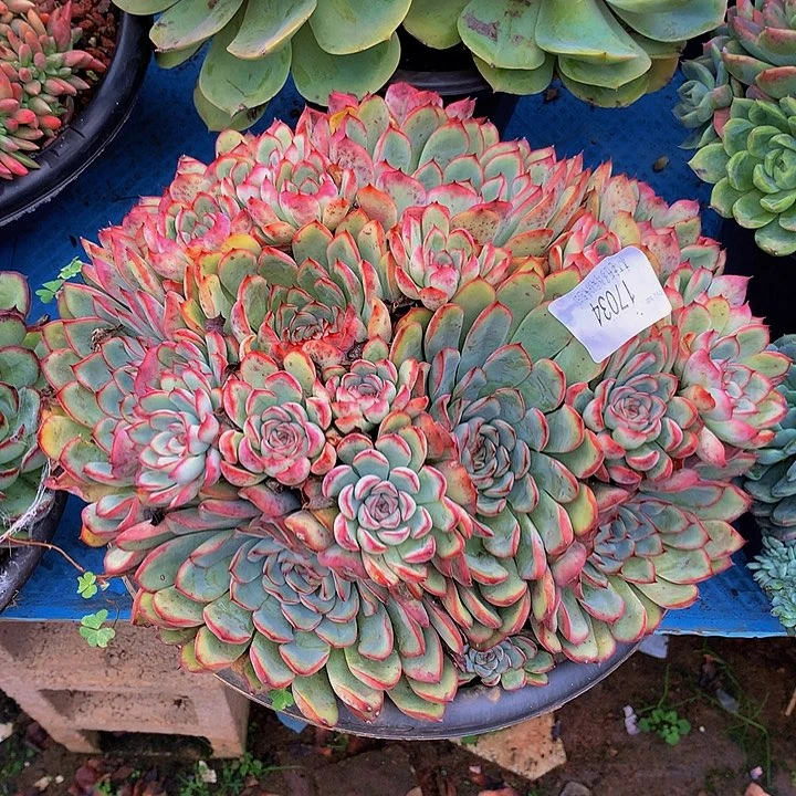 爱***宝    荷花多肉17034