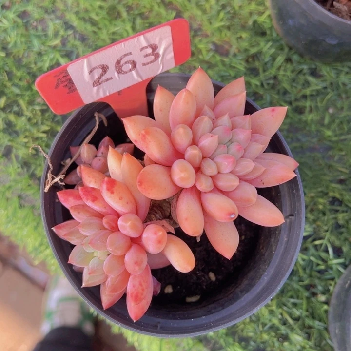 健健康康平平安安