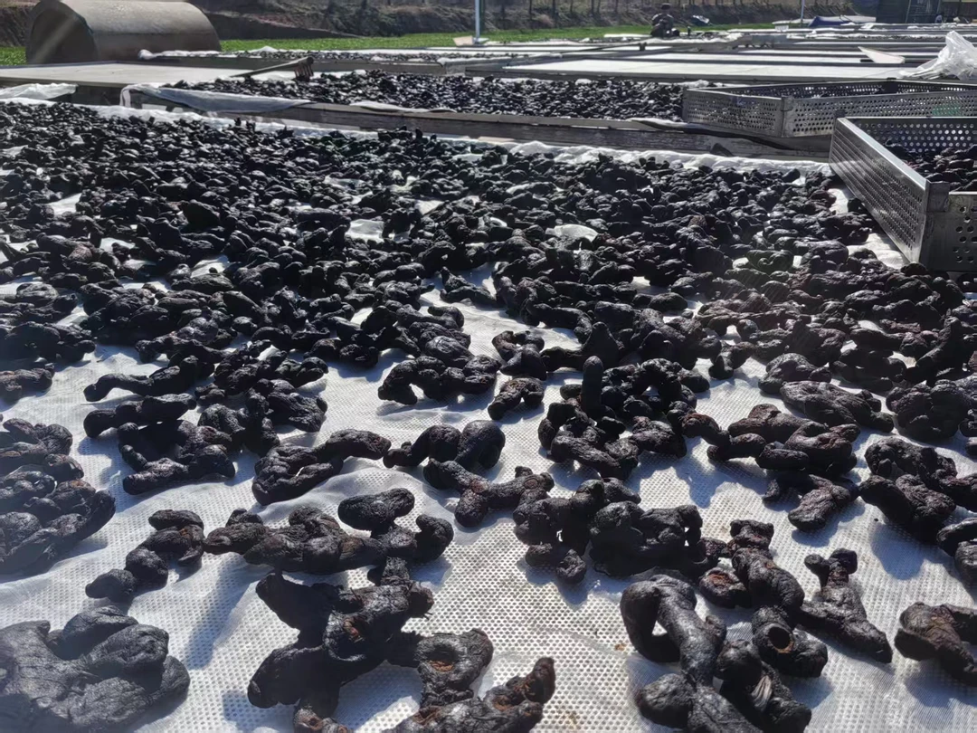 【金锁臻选】九华正品老虎姜九蒸九晒可搭配黄芪 怀牛膝泡水煮水