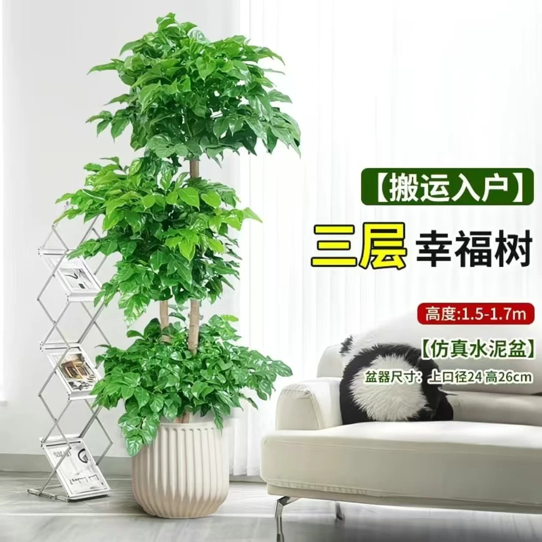 【送货上门】三层1.5-1.7米幸福树盆栽室内吸甲醛好养易活净化空气