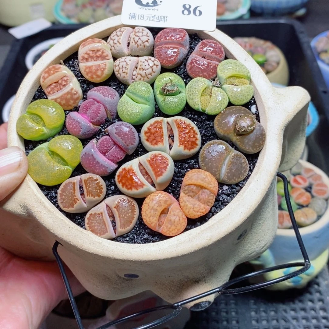 生石花花花精品拼86