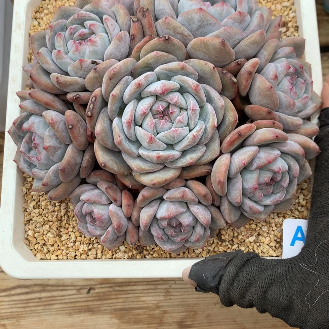 天***神A739售后范围：签收起7天内，录开箱视频