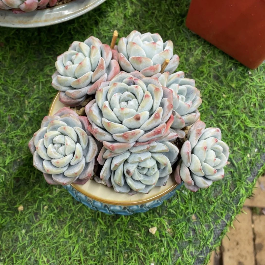 豆总多肉老桩冰玉