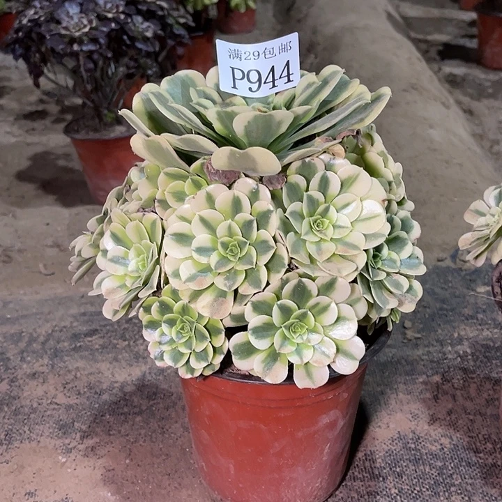 944绿豆沙多肉植物