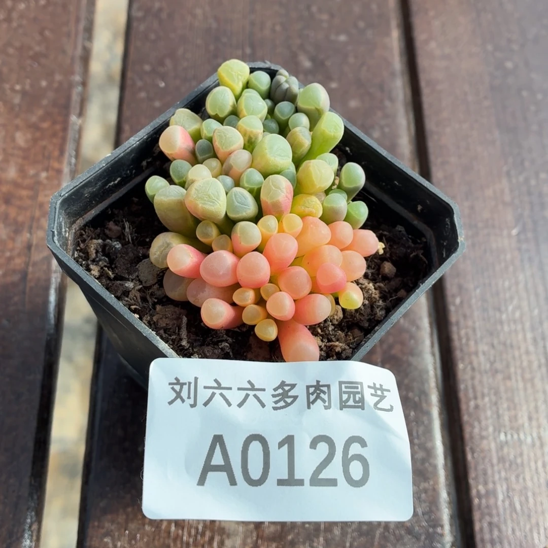 五十铃玉多肉植物A0126