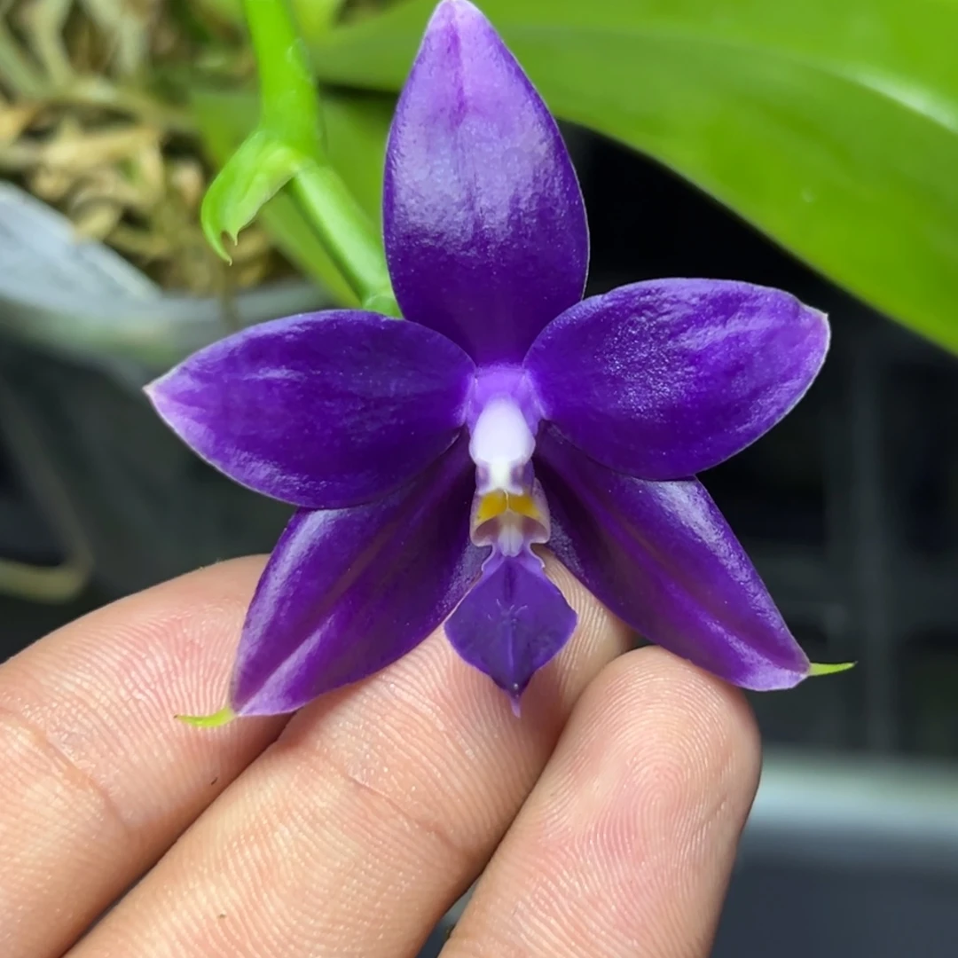 完全开放l105三寸柳林3598