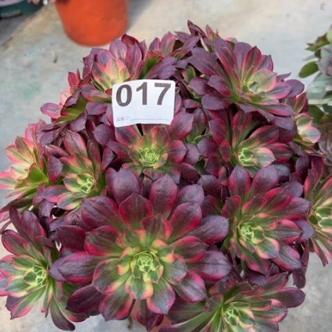 017安娜多肉25厘米左右