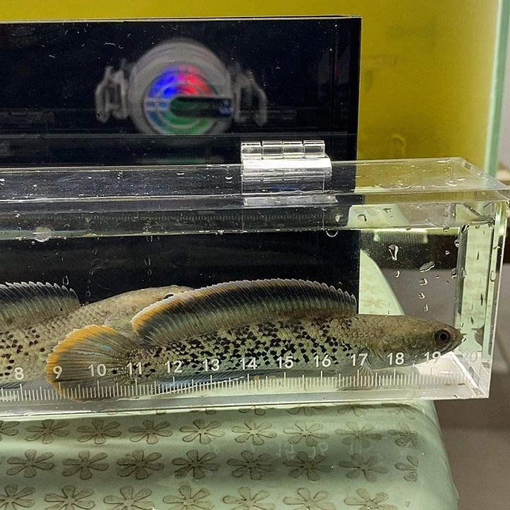 海水鱼印尼鬼王大帆