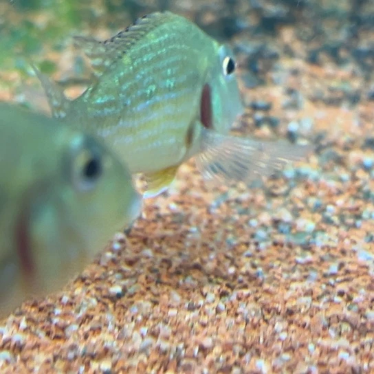 慈鲷鱼5-6厘米瑕疵鳃盖短荧光绿3条