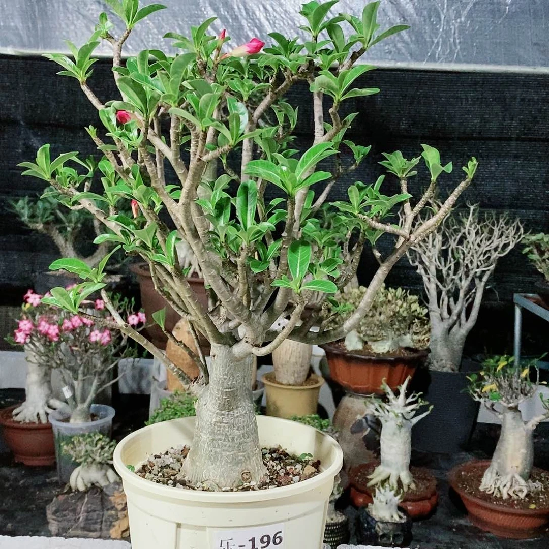 【闪购商品】196 千娇